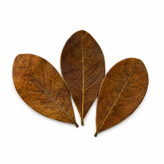 Three mini Indian almond leaves on white background, small Catappa leaves for betta fish, shrimp tanks, nano aquariums, blackwater setups, and natural aquarium tannin release