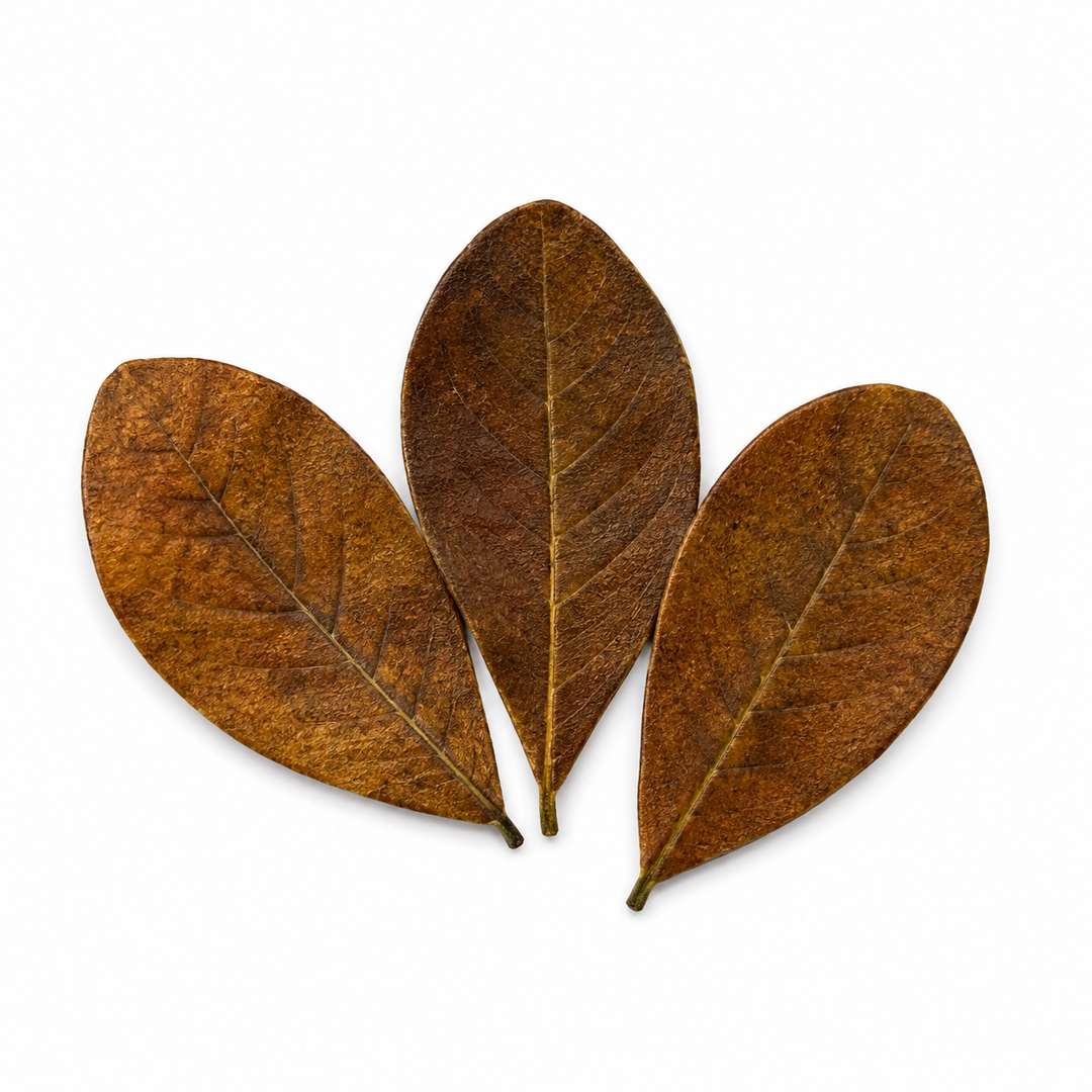 Betta Leaf Litter &amp; Botanical Starter Pack with Driftwood | Indian Almond Leaves &amp; Alder Cones