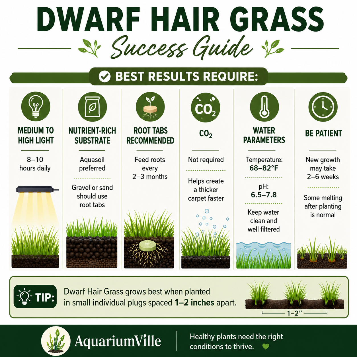 Infographic titled “Dwarf Hair Grass Success Guide” showing the ideal care requirements for live dwarf hair grass aquarium plants. It recommends medium to high light, nutrient-rich aquasoil or root tabs when using gravel or sand, root tabs every 2–3 months, optional CO₂ for faster carpeting, water temperatures of 68–82°F with a pH of 6.5–7.8, and notes that new growth may take 2–6 weeks. It also recommends planting plugs 1–2 inches apart.