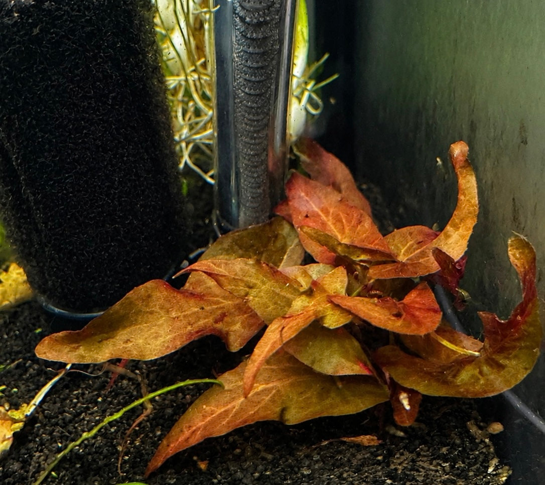 Live aquarium bulb plant Red tiger lily closeup in an aquarium