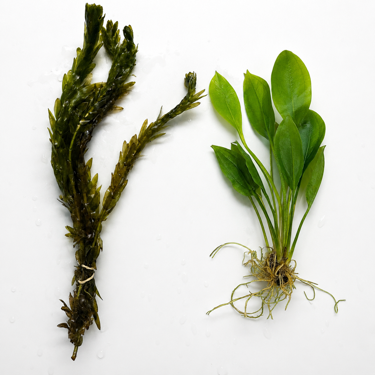 Live aquarium plant bundle featuring anacharis stem plant and Amazon sword aquarium plant with healthy green leaves and visible roots on a white background.