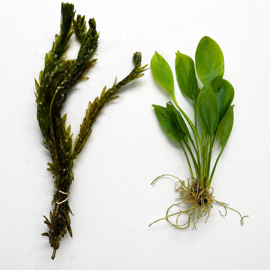 Live aquarium plant bundle featuring anacharis stem plant and Amazon sword aquarium plant with healthy green leaves and visible roots on a white background.