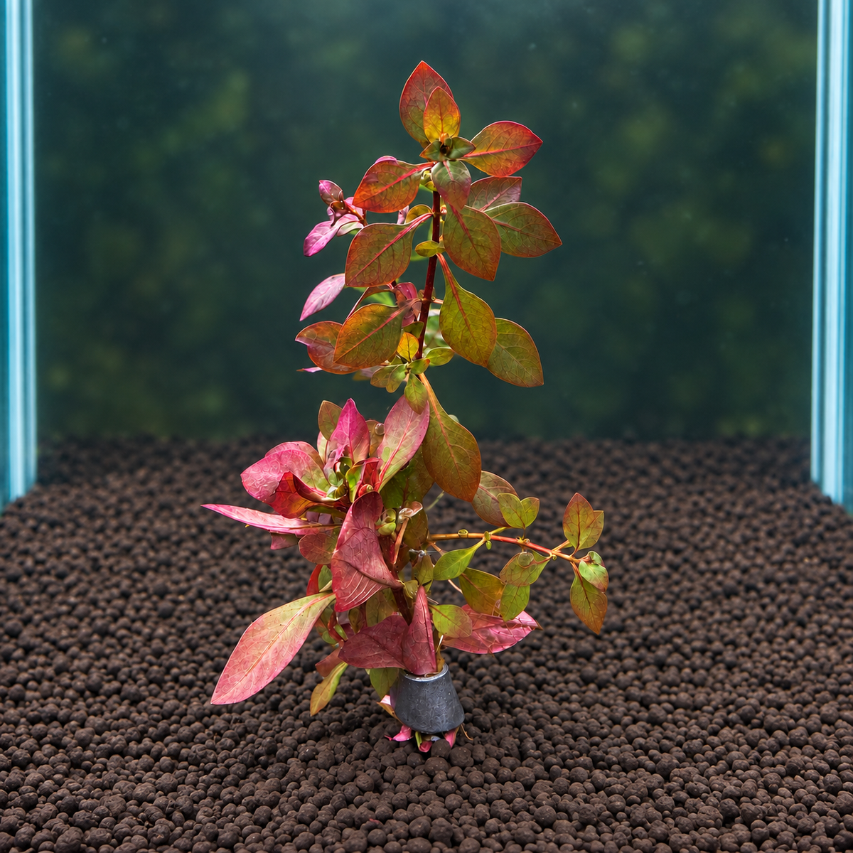 Ludwigia Super Red Mini – Live Aquarium Stem Plant – Vibrant Red