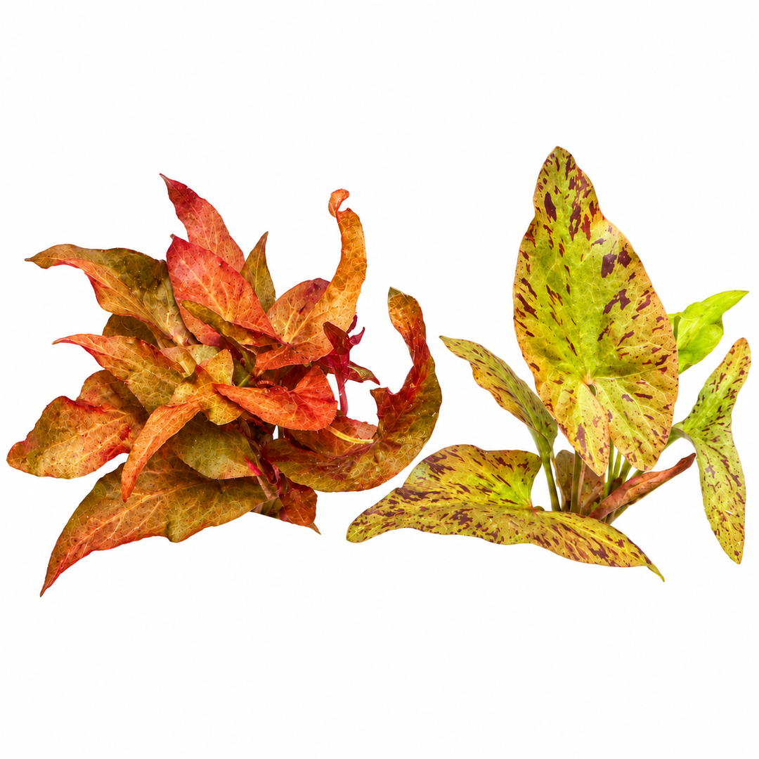 Two aquatic lily plants and red tiger lotus with copper-red and speckled green leaves, shown side by side with exposed roots on a white background.
