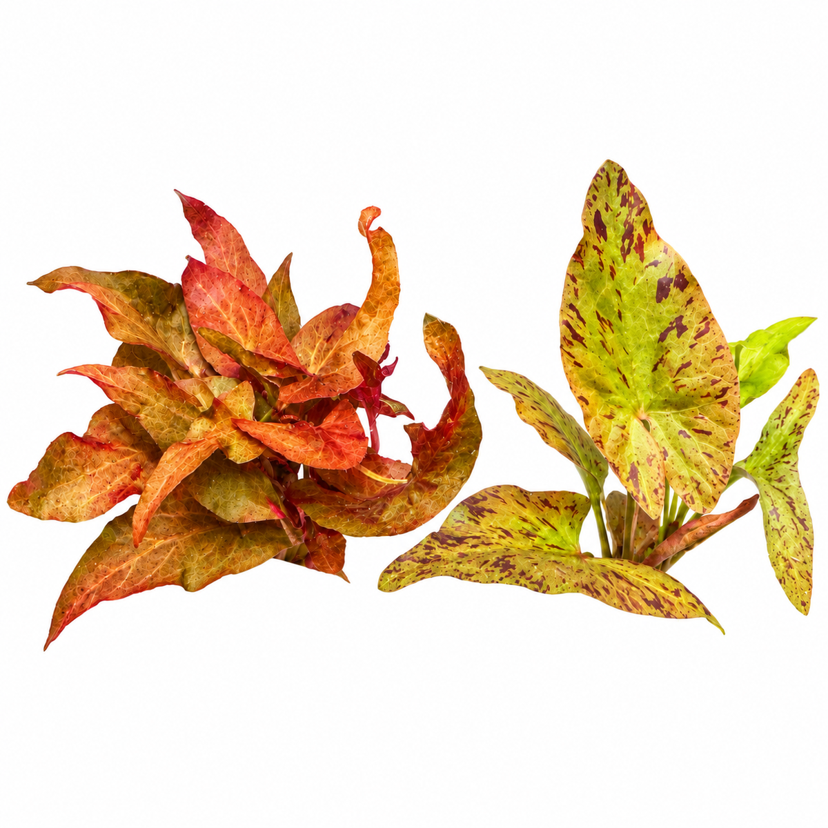 Two aquatic lily plants and red tiger lotus with copper-red and speckled green leaves, shown side by side with exposed roots on a white background.