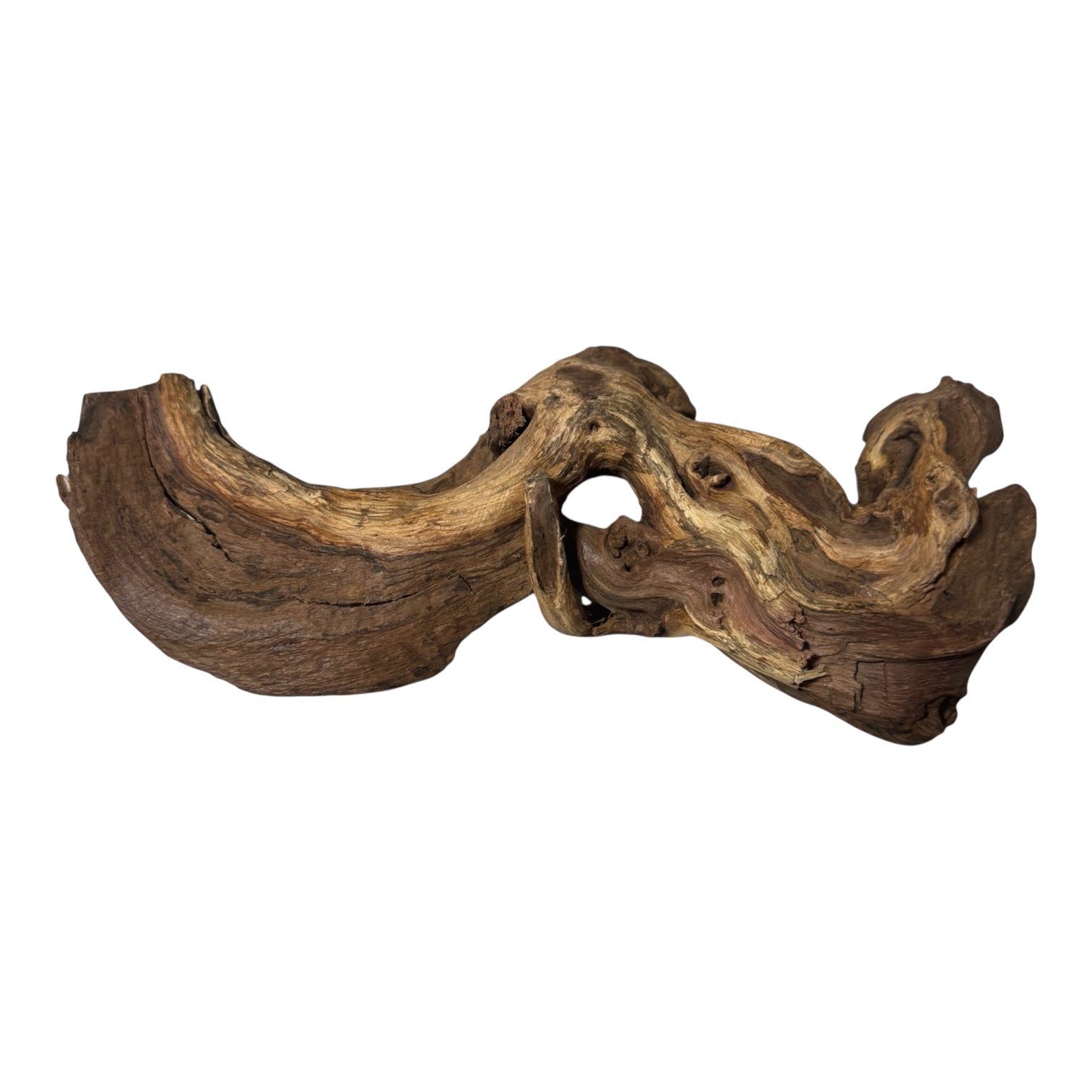 Natural Mopani driftwood used as aquarium hardscape with a vibrant blue and red betta fish, planted tank greenery, and dark substrate—perfect for aquascaping, nano tanks, shrimp tanks, betta habitats, and freshwater aquarium décor.