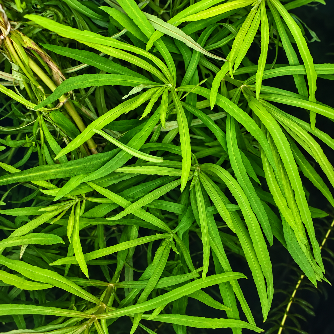 Close-up of Pogostemon stellatus narrow leaf with long, slender green leaves growing in clusters around submerged stems.