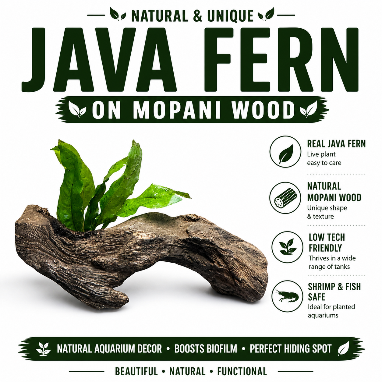 Java Fern on Mopani Wood – Live Aquarium Plant Driftwood, Betta Tank Decor, Shrimp Aquascape Plant