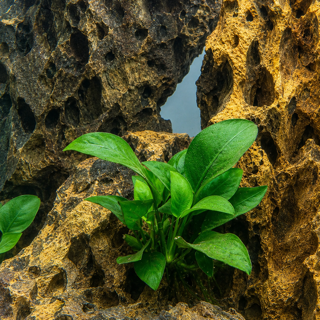 Anubias aquarium plant with broad, vibrant green leaves growing among textured dragon stone in a freshwater aquascape, highlighted by natural rock formations and clear water.