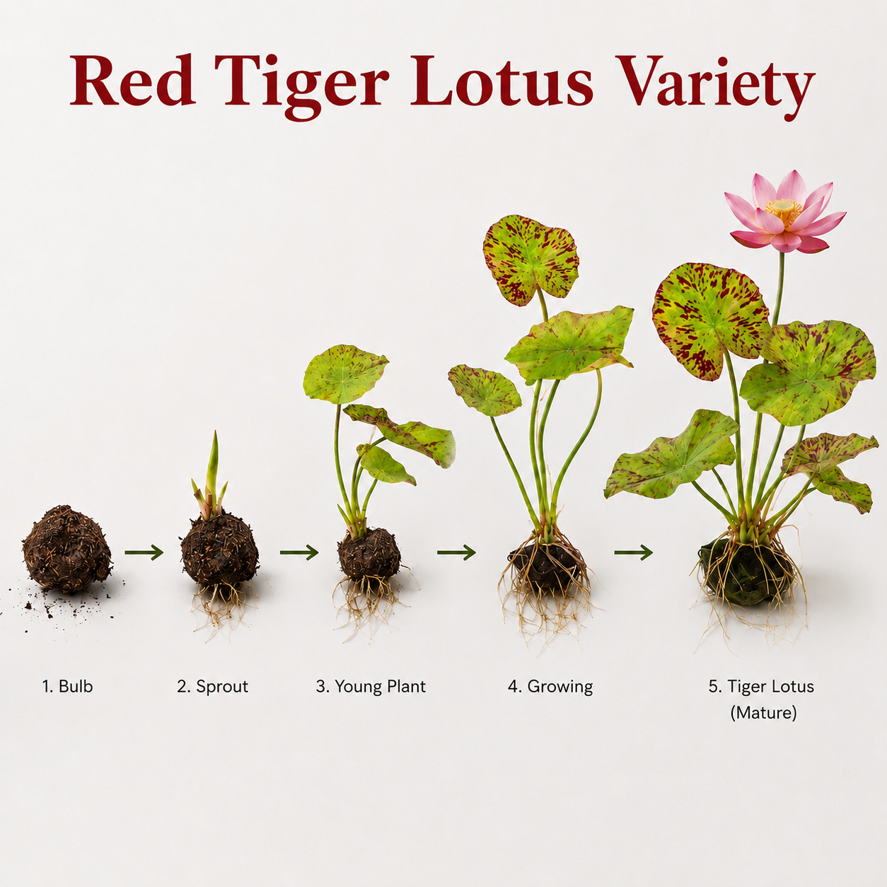 Stages of a Red Tiger Lotus plant from bulb to mature flower on a white background.