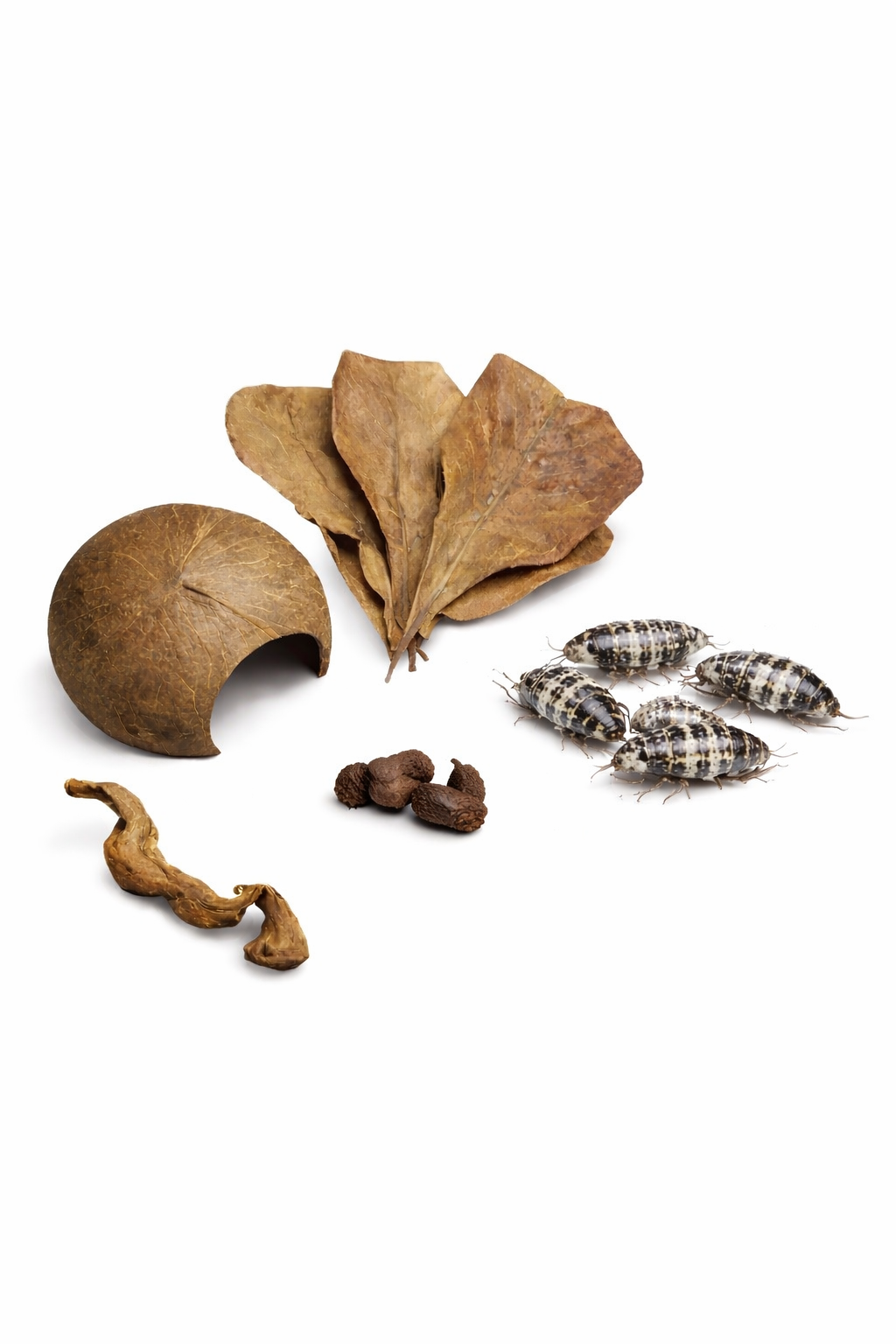 Isopod and microfauna habitat kit with Indian almond leaves, alder cones, coconut shell hide, coral wood, and dairy cow isopods on a white background