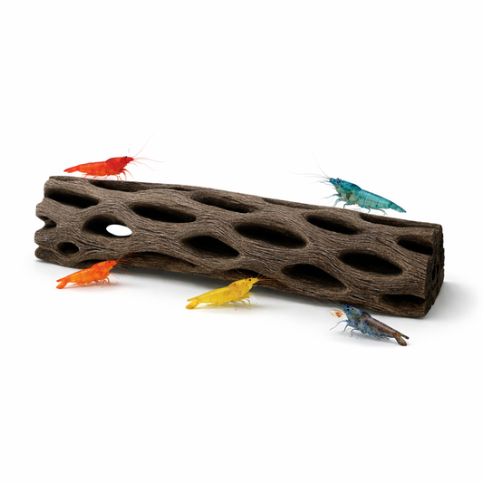 Cholla wood log with natural honeycomb holes displayed on a clean white background, featuring several colorful freshwater shrimp (red, blue, yellow, and orange) exploring the surface and openings of the wood.