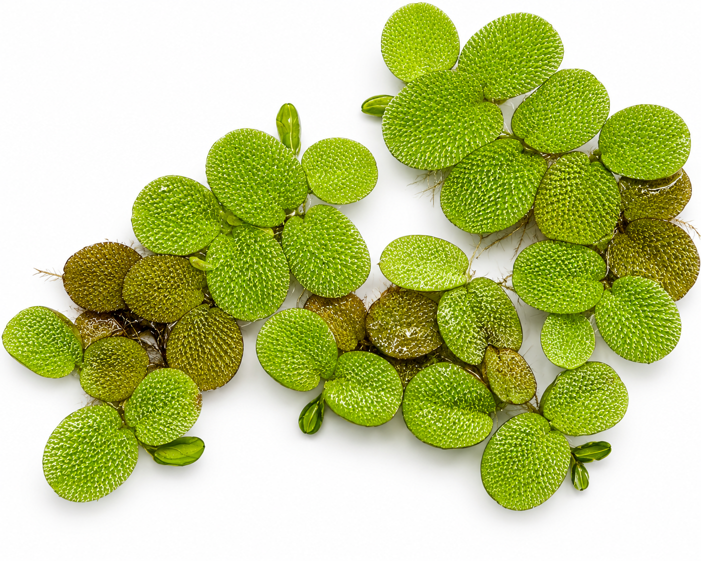 Top-down view of a healthy portion of Salvinia minima floating plants isolated on a white background. The cluster features bright green textured leaves with detailed surface patterns, natural growth runners, and visible roots, making it ideal for freshwater aquariums, shrimp tanks, and betta habitats.
