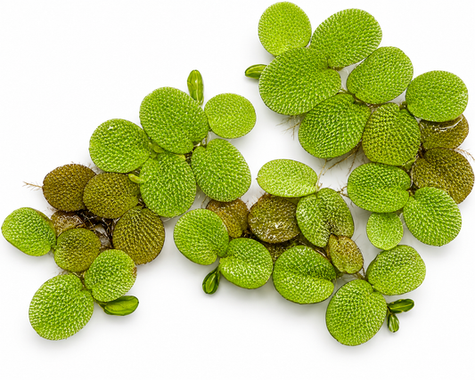 Top-down view of a healthy portion of Salvinia minima floating plants isolated on a white background. The cluster features bright green textured leaves with detailed surface patterns, natural growth runners, and visible roots, making it ideal for freshwater aquariums, shrimp tanks, and betta habitats.
