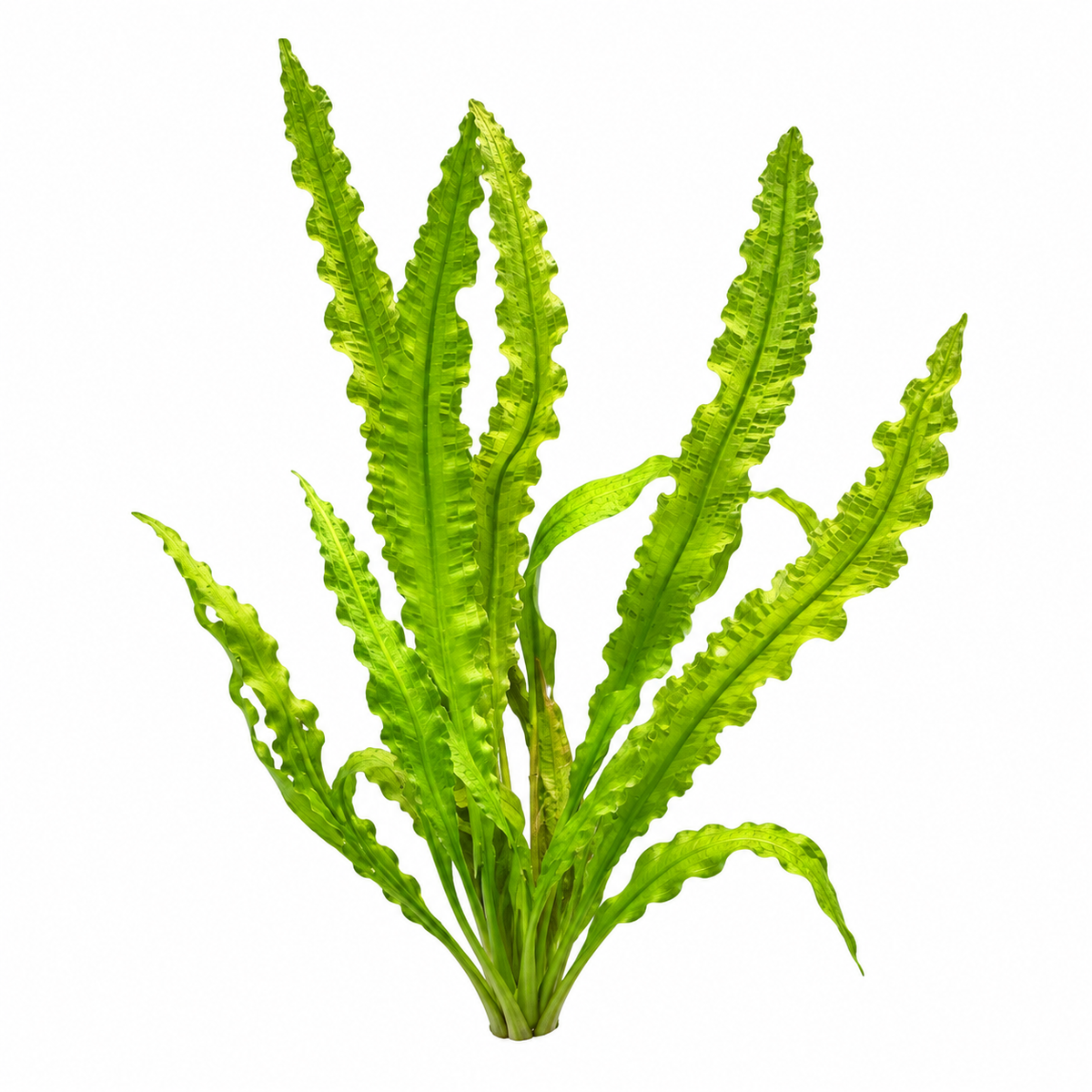Aponogeton crispus aquarium plant with long, bright green leaves and deeply rippled edges isolated on a white background.