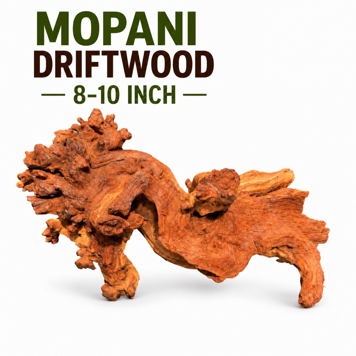 Mopani driftwood measuring 8–10 inches with a natural knotted texture on a white background.