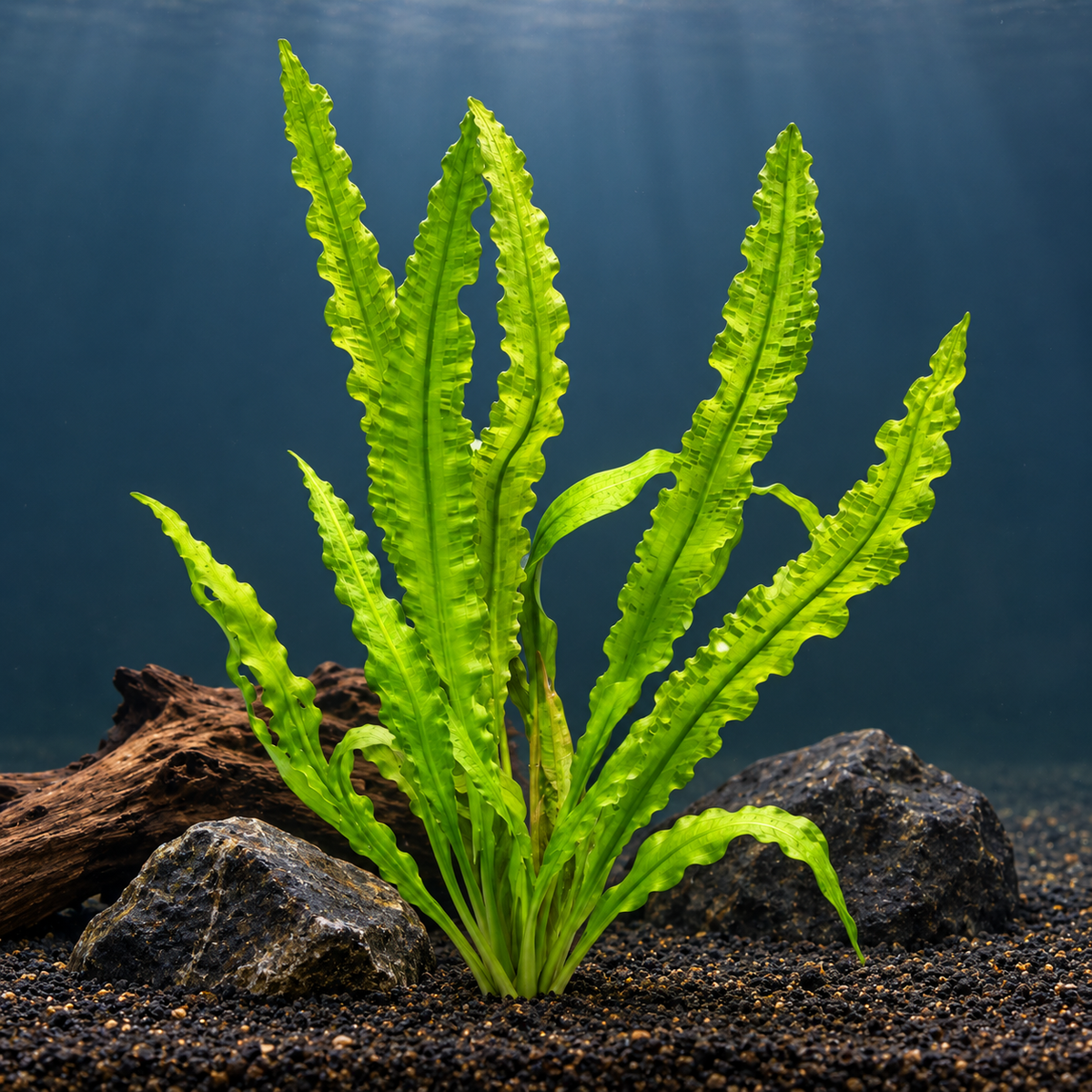 Aponogeton crispus growing alone in dark aquarium substrate beside natural rocks and driftwood, showing long, bright green leaves with rippled edges.
