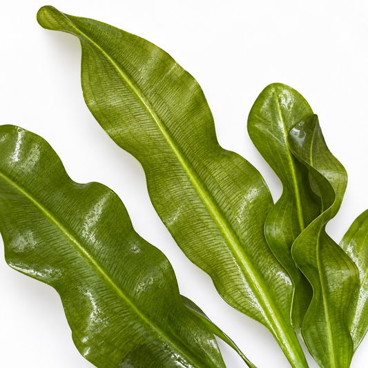 Aponogeton Ulvaceus Bulb – Live Freshwater Aquarium Plant