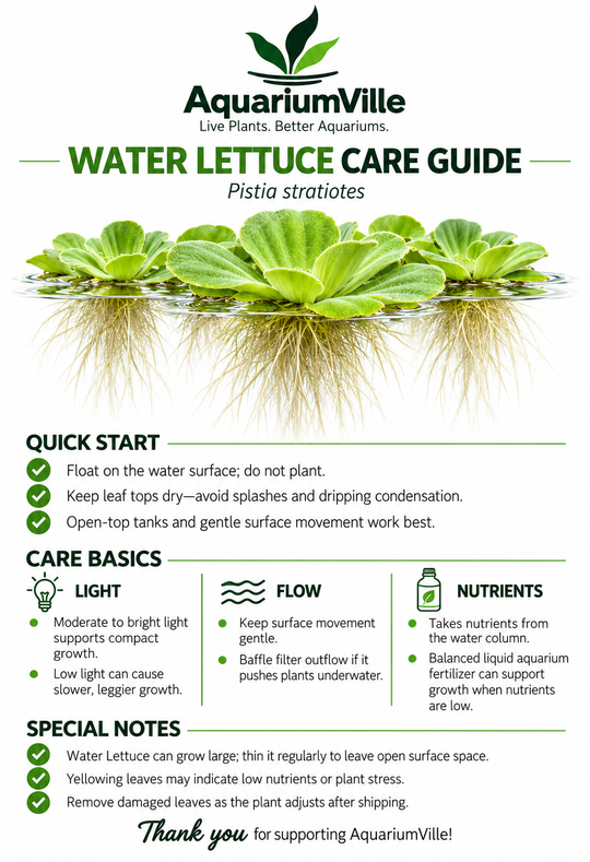 Dwarf Water Lettuce – Live Floating Aquarium &amp; Pond Plants
