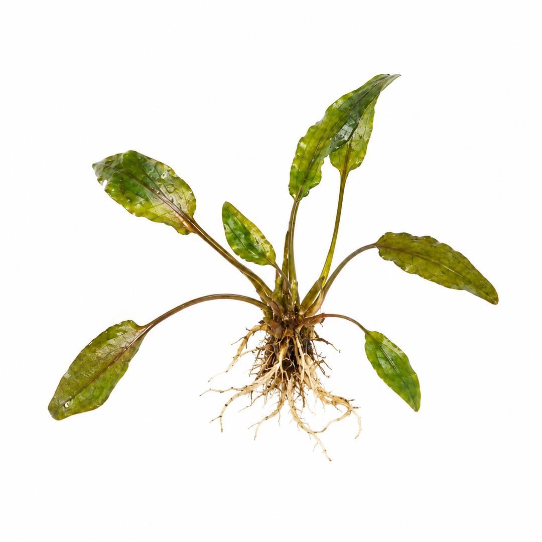 Bronze Crypt (Cryptocoryne wendtii) – Bare Root Live Aquarium Plant