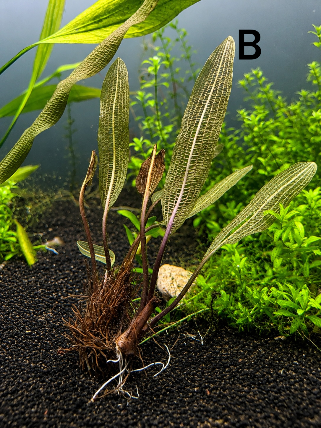 Aponogeton Bulb Bundle – Madagascar Lace & Ulvaceus