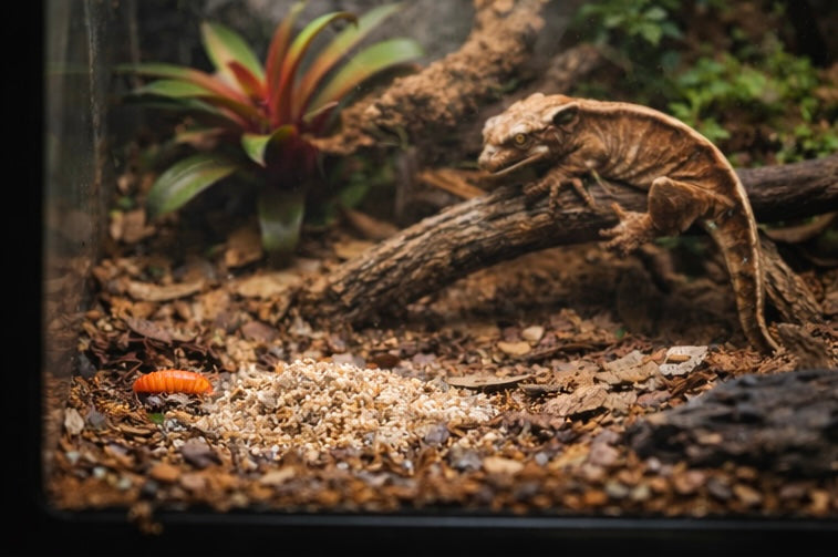 Isopod & Springtail Food Blend — Bioactive Essentials™