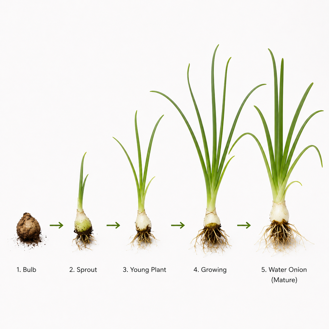 Growth stages of a Water Onion (Crinum thaianum) aquarium plant, showing progression from bulb to sprout, young plant, growing plant, and mature specimen with long, ribbon-like leaves on a white background.