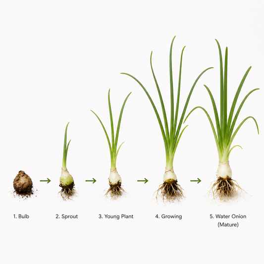 Growth stages of a Water Onion (Crinum thaianum) aquarium plant, showing progression from bulb to sprout, young plant, growing plant, and mature specimen with long, ribbon-like leaves on a white background.