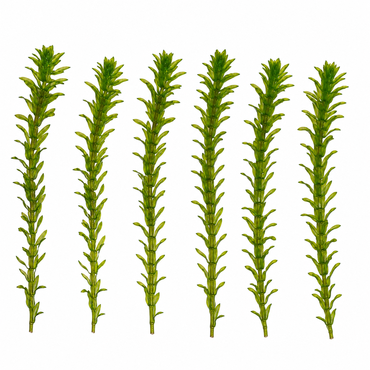 Six healthy green Anacharis stems displayed on a clean white background, showing vibrant foliage and upright growth, ideal for freshwater aquariums, fish tanks, and aquascaping.