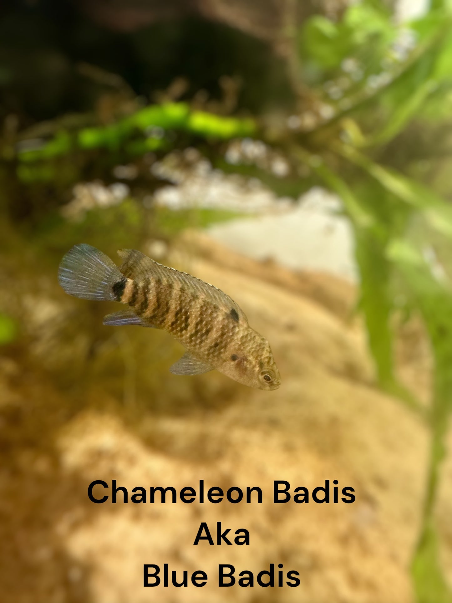 Chameleon Badis, Blue Badis