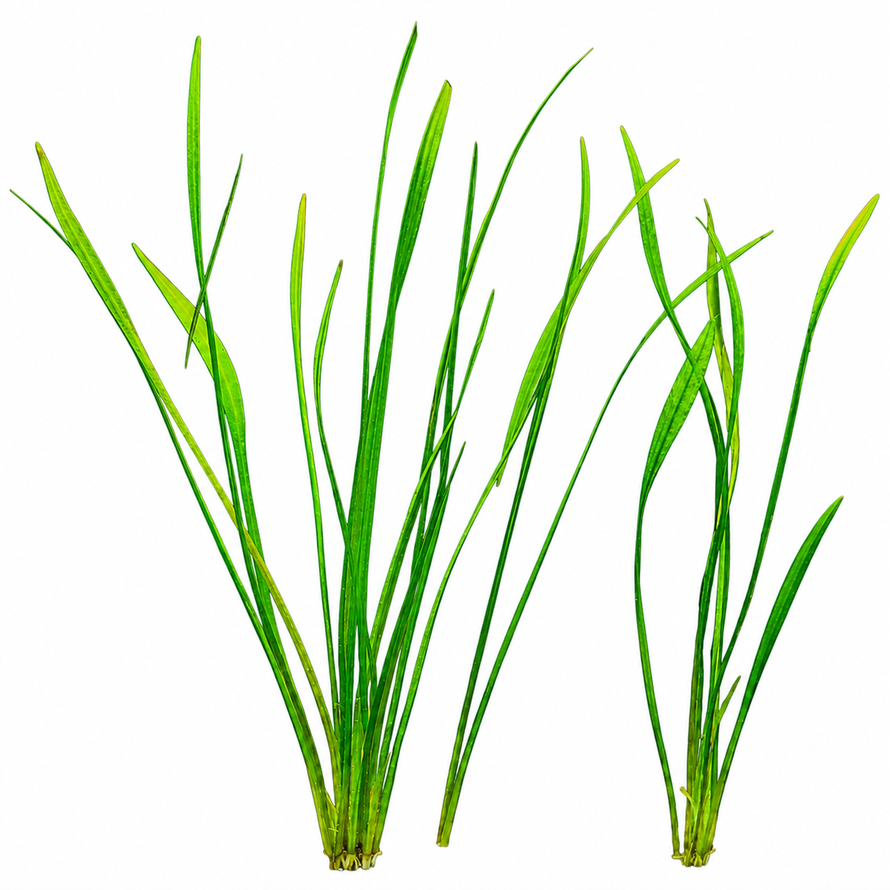 Pygmy Chain Sword Narrow Leaf live aquarium plant with long, slender green leaves on a white background.