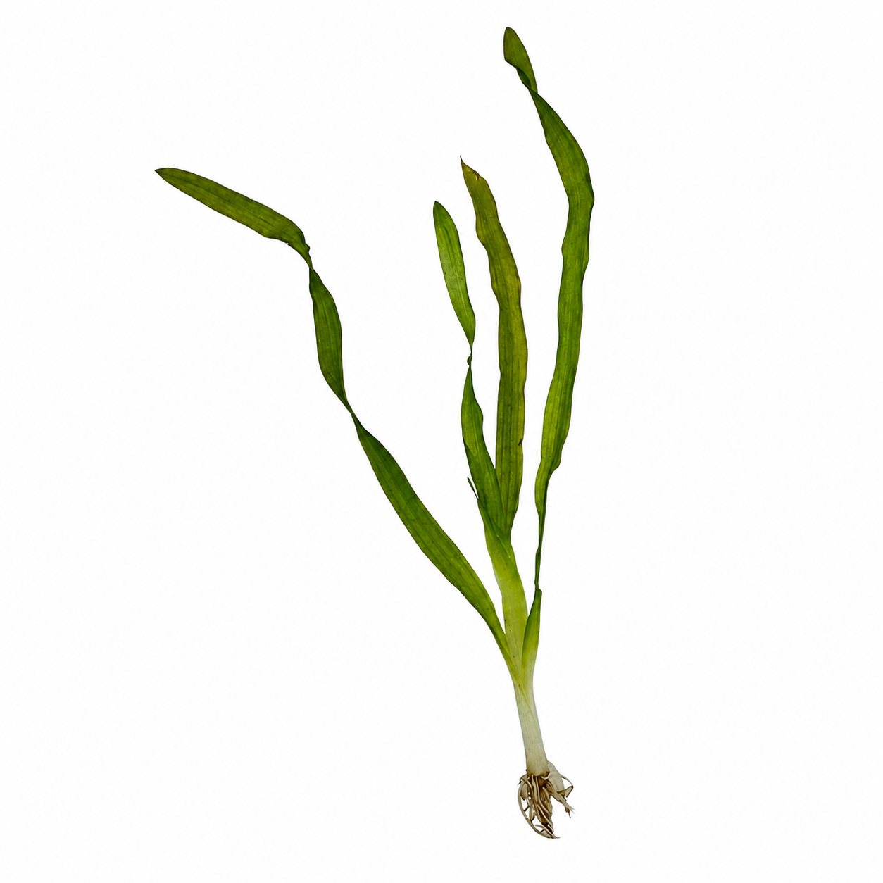 Healthy Corkscrew Vallisneria (Corkscrew Val) live aquarium plant with long, twisted green leaves and exposed roots, isolated on a clean white background. Perfect beginner-friendly freshwater background plant for planted aquariums.