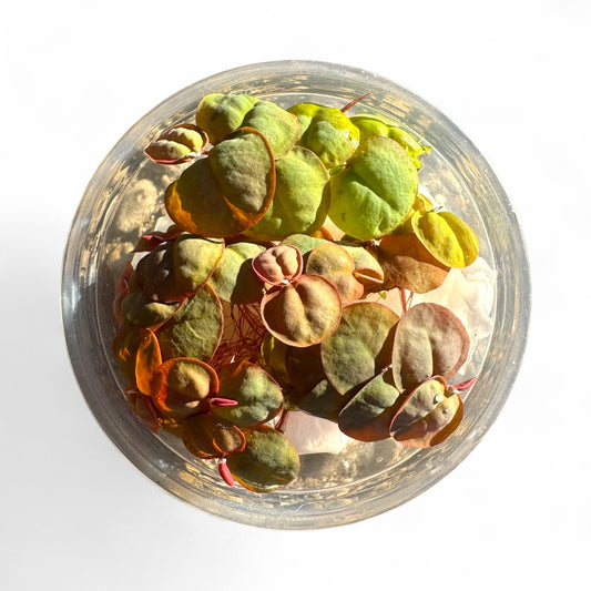 🪴 Red Root Floater 4 Pack (Phyllanthus fluitans) — Live Aquarium Floating Plant