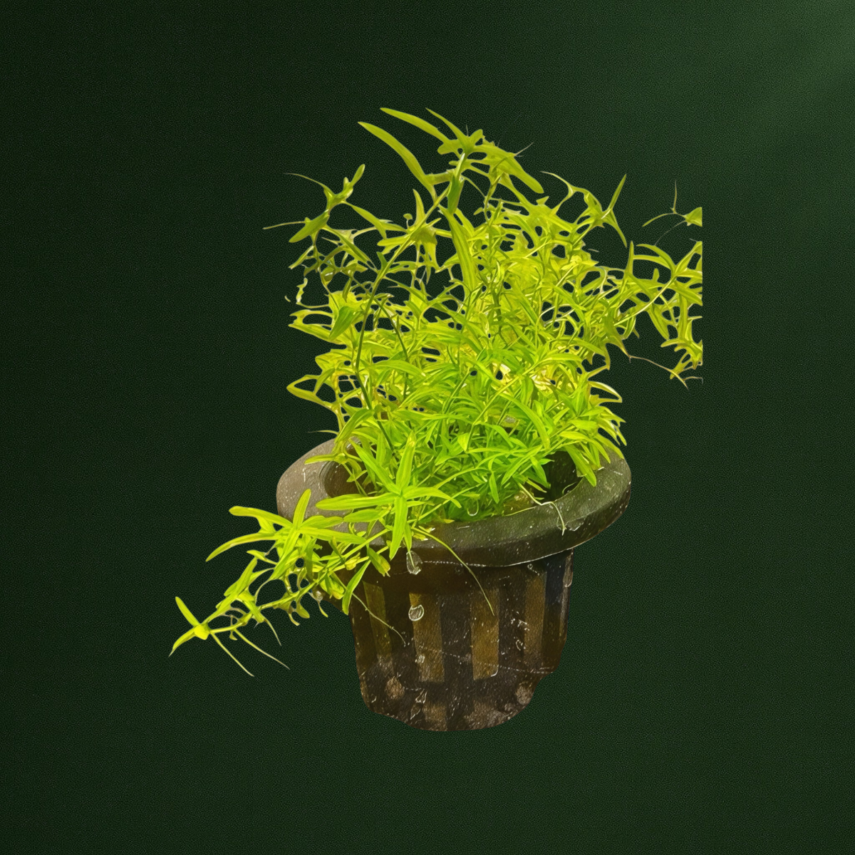 Potted Pearl Weed (Hemianthus micranthemoides) aquarium plant with bright green, fine-leaved stems overflowing from a black plastic mesh pot.
