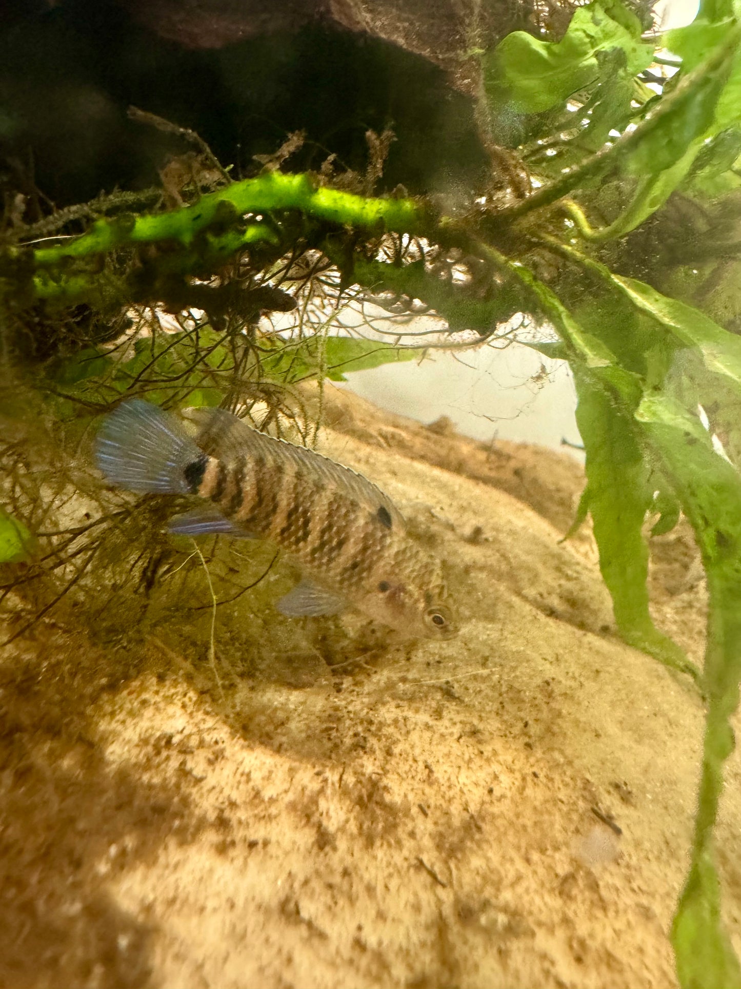 Chameleon Badis, Blue Badis