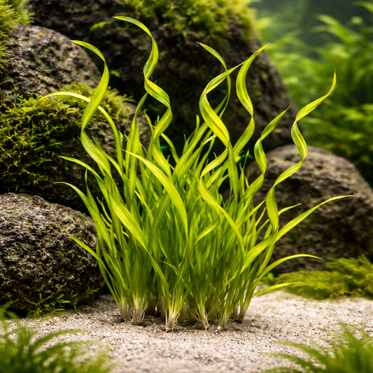 Corkscrew Vallisneria live aquarium plant growing in substrate, tall spiral background plant with twisting green leaves in freshwater tank