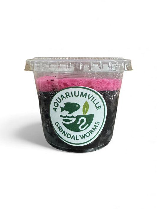 Front view of a clear plastic live culture cup labeled “AquariumVille Grindal Worms,” showing dark substrate with a pink feeding layer inside, photographed on a white background.