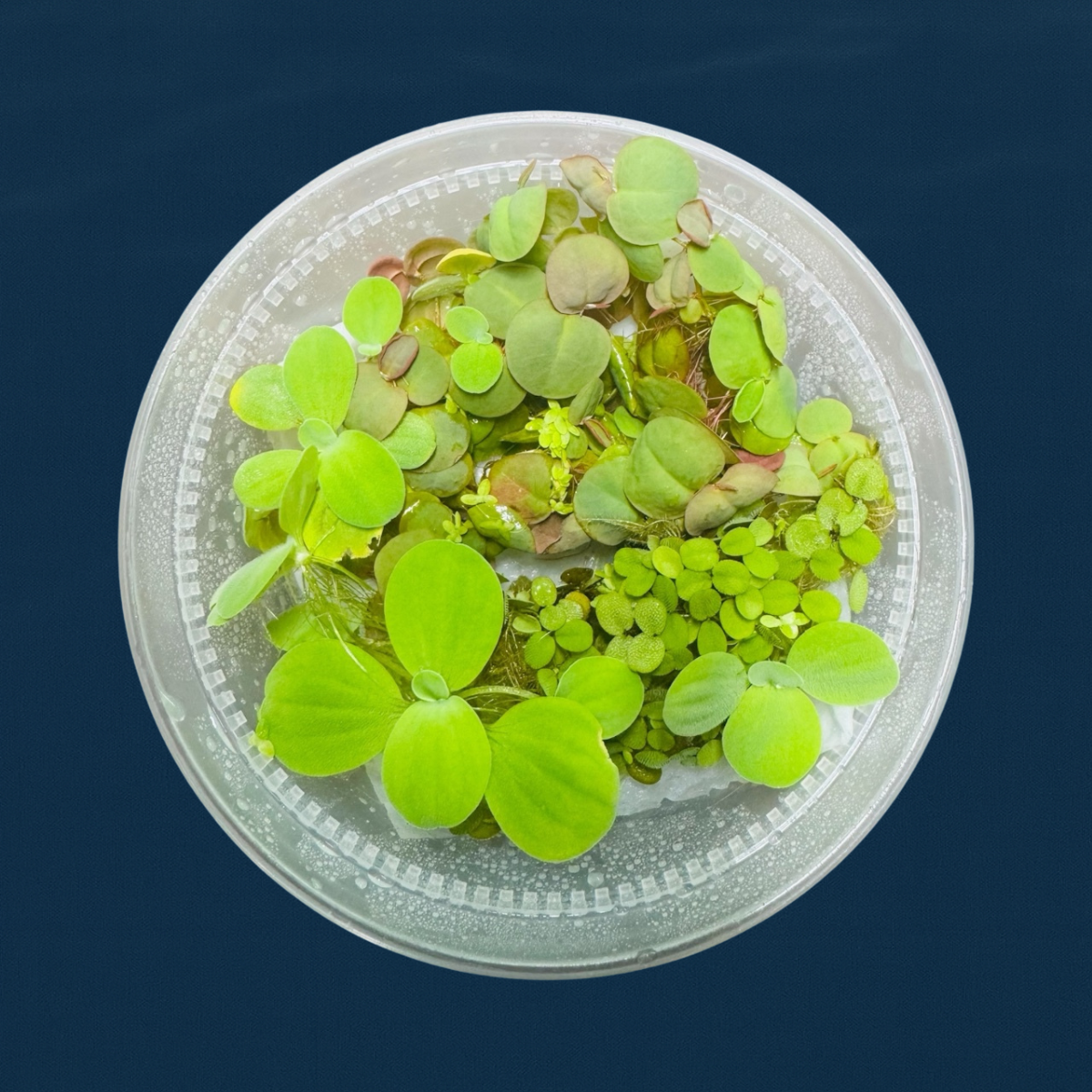 Floating Aquarium Plants Mix – 8oz Cup for Betta & Shrimp Tanks