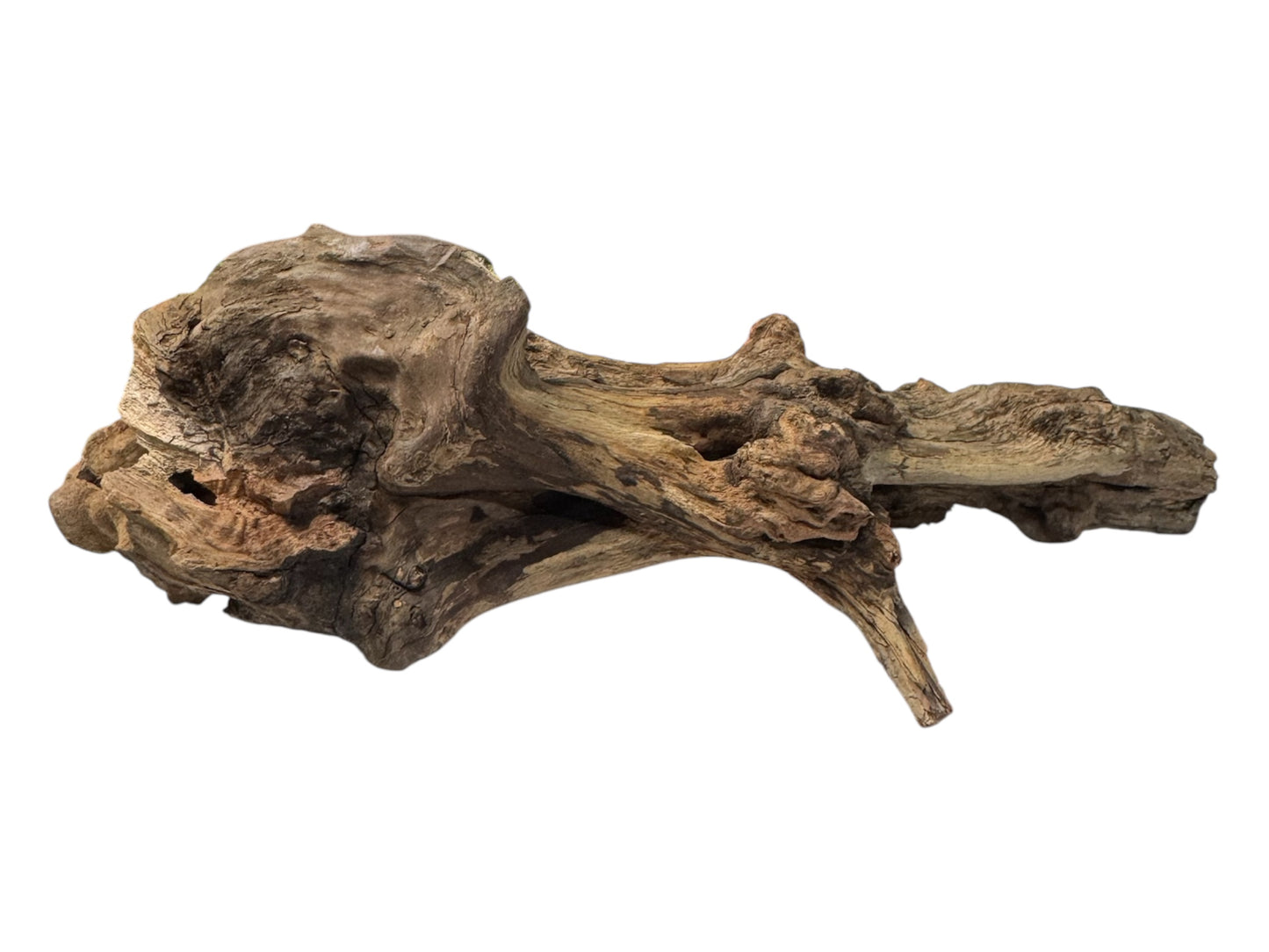 Mopani Driftwood 6- 7 inches- Aquarium Wood Decor for Fish, Shrimp, Reptiles, and Air Plants
