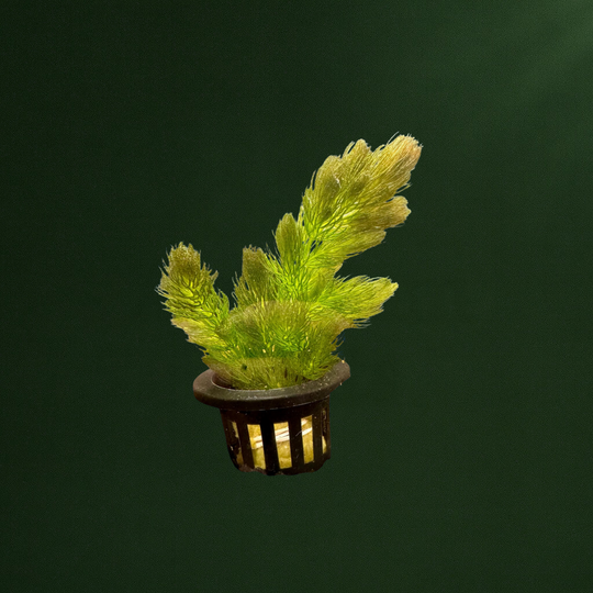Hornwort, Ceratophyllum Demersum Potted Plant - Easy Live Aquarium Plant