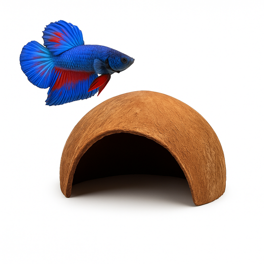 Blue and red Betta fish swimming beside a natural coconut shell aquarium cave on a bright white background. The fish’s fins are fully spread, showcasing vibrant colors, while the brown coconut hideaway sits below as a shelter for small aquarium fish and shrimp.