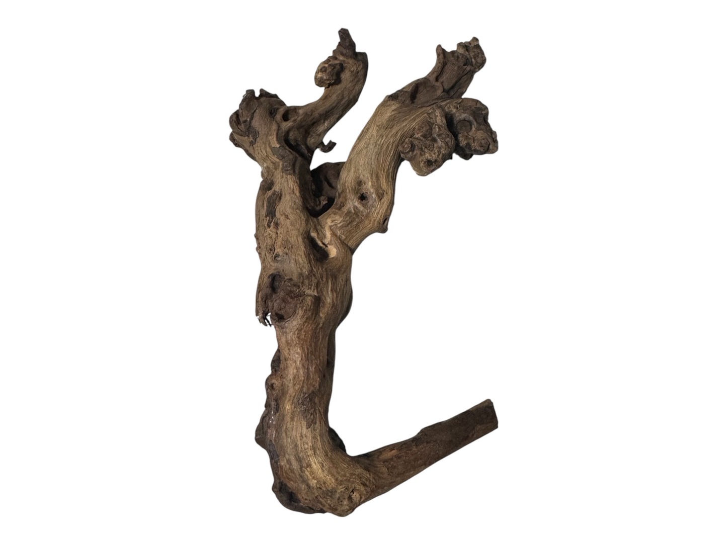 Mopani Driftwood 6- 7 inches- Aquarium Wood Decor for Fish, Shrimp, Reptiles, and Air Plants