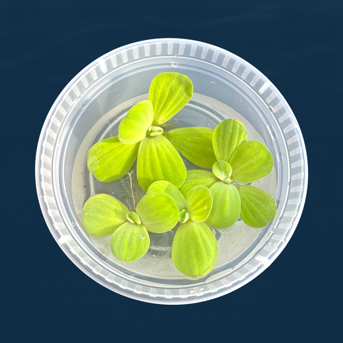 Dwarf Water Lettuce Bundle, Live Floating Aquarium and Pond Plants