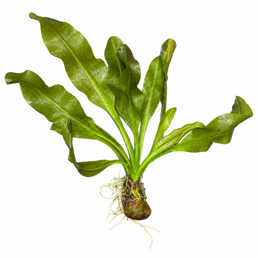 Aponogeton Ulvaceus Bulb – Live Freshwater Aquarium Plant