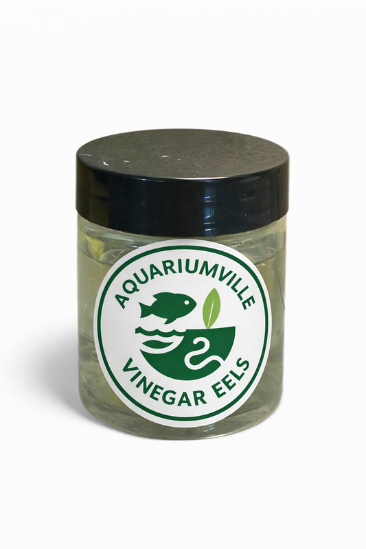 Vinegar Eels Starter Culture, Fry Food, Betta Fry Food, Axolotl Baby Food
