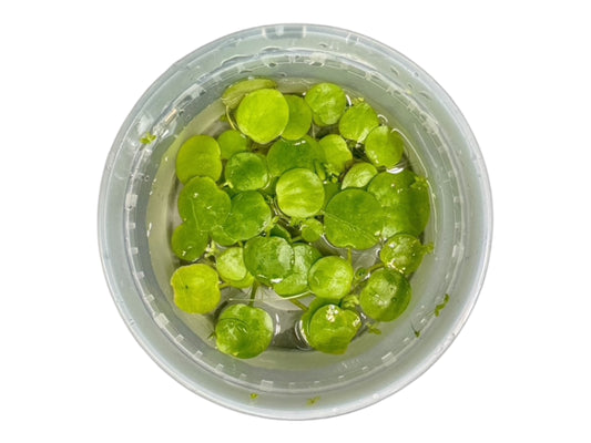 Frogbit live aquatic floating plant