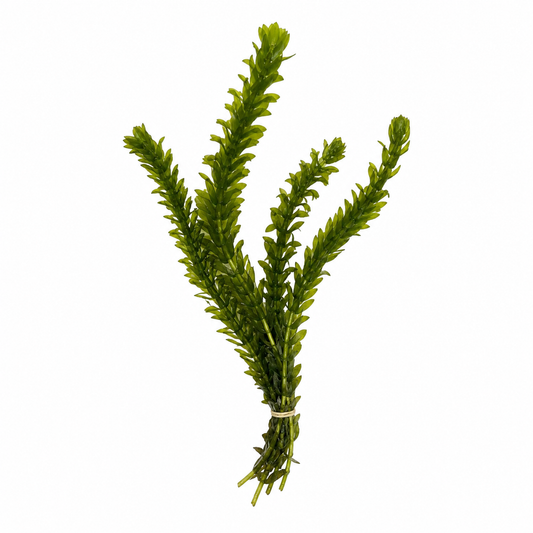 Bundle of healthy green aquarium stem plants secured with a plant weight band, featuring multiple upright stems with dense leaf growth, isolated on a white background and ready for freshwater aquarium planting.