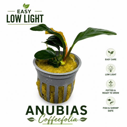 Anubias Coffeefolia Potted Plant