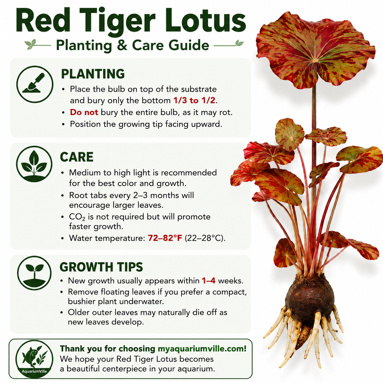 Red Tiger Lotus Planting & Care Guide infographic showing a mature red tiger lotus with bulb and roots alongside step-by-step planting, care, and growth tips. Includes instructions to bury only the bottom one-third to one-half of the bulb, provide medium to high light, use root tabs every 2–3 months, maintain water temperatures of 72–82°F, and expect new growth in 1–4 weeks. AquariumVille logo displayed at the bottom.
