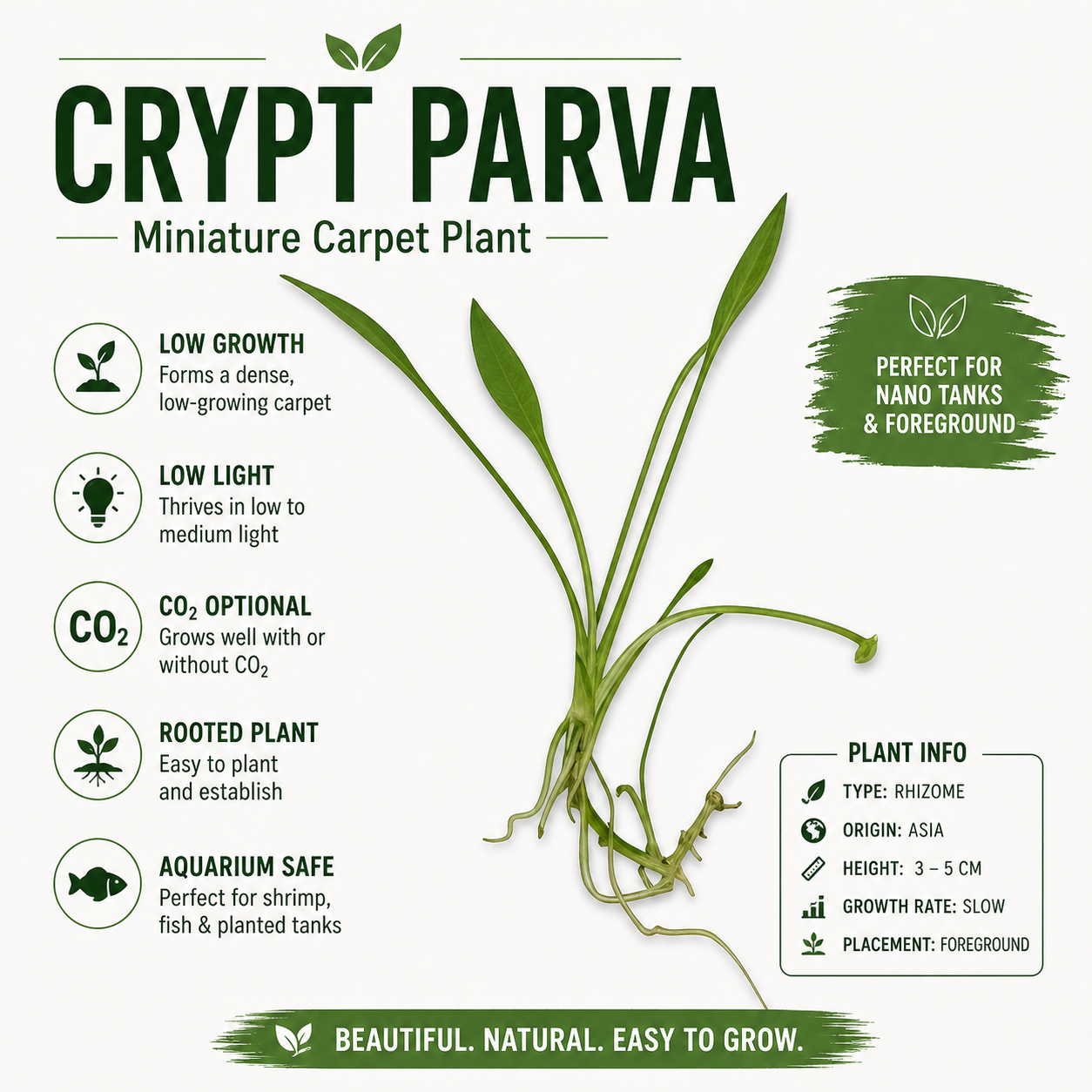Crypt Parva – Foreground Carpet